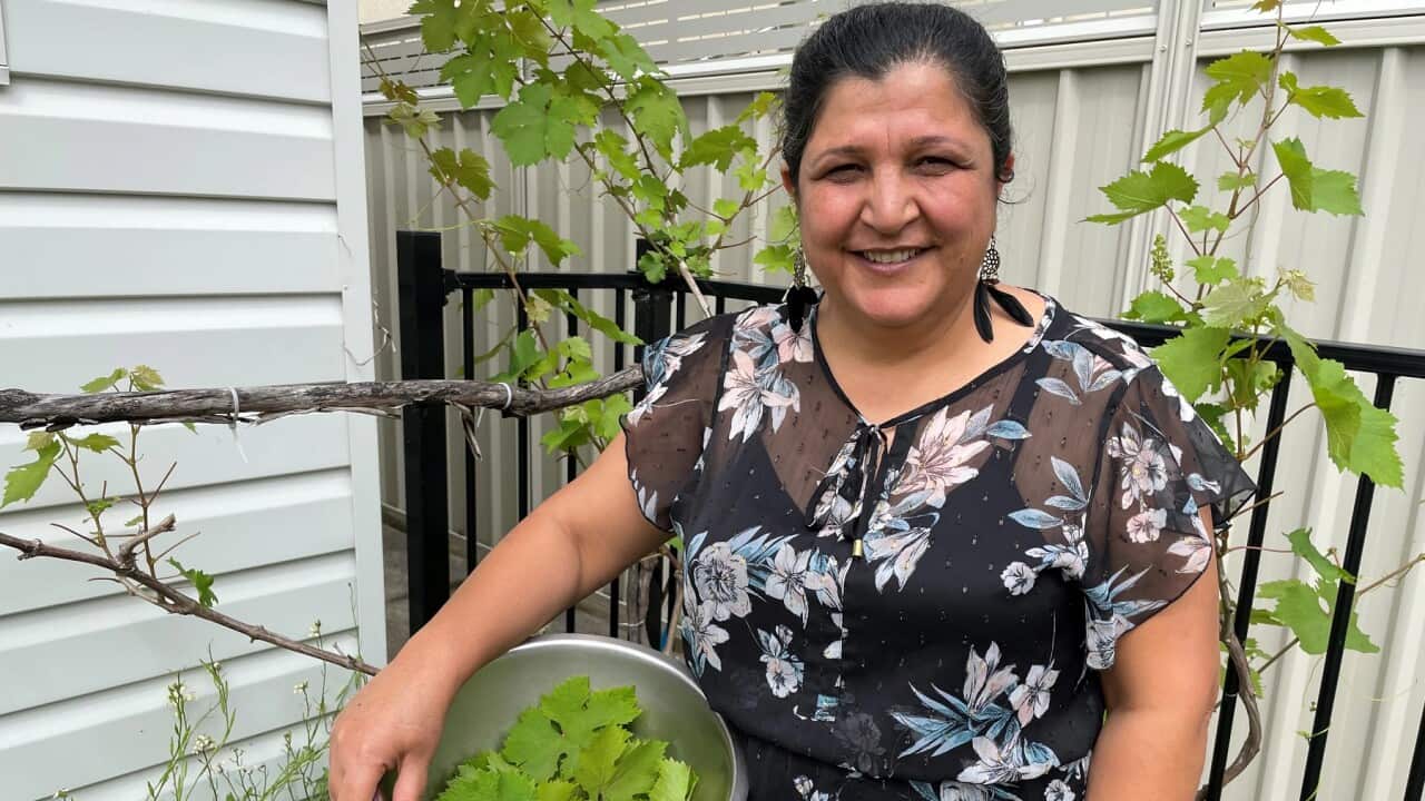 Sabeeha grows the vine leaves used in the Dolma at home in Coffs Harbour
