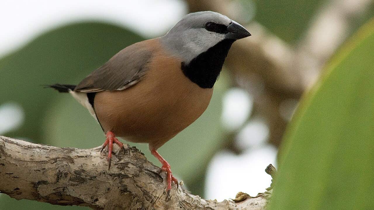 A southern black-throated finch. 