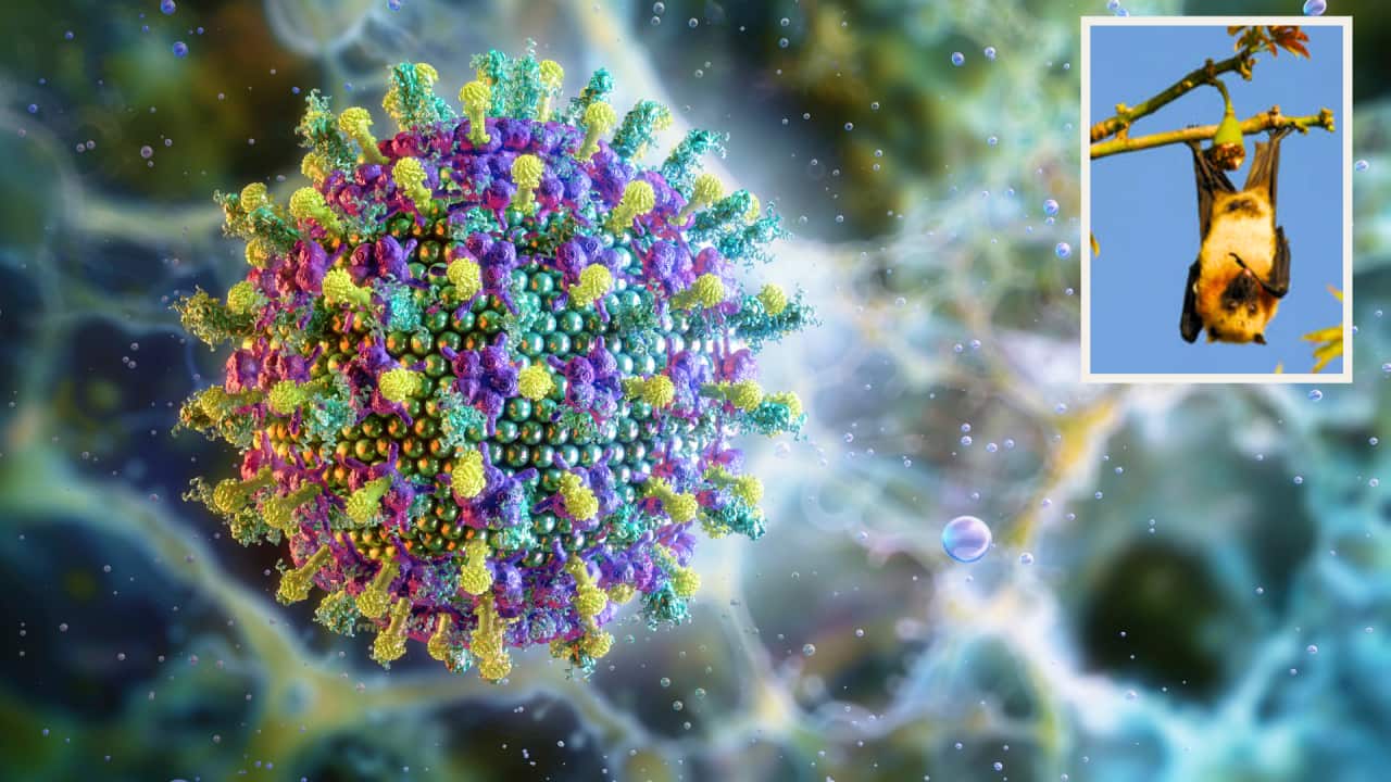 Nipah Virus with fruit bat