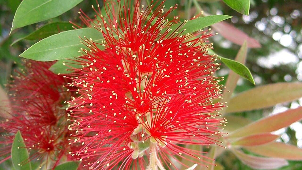 Bottlebrush Tree flowers