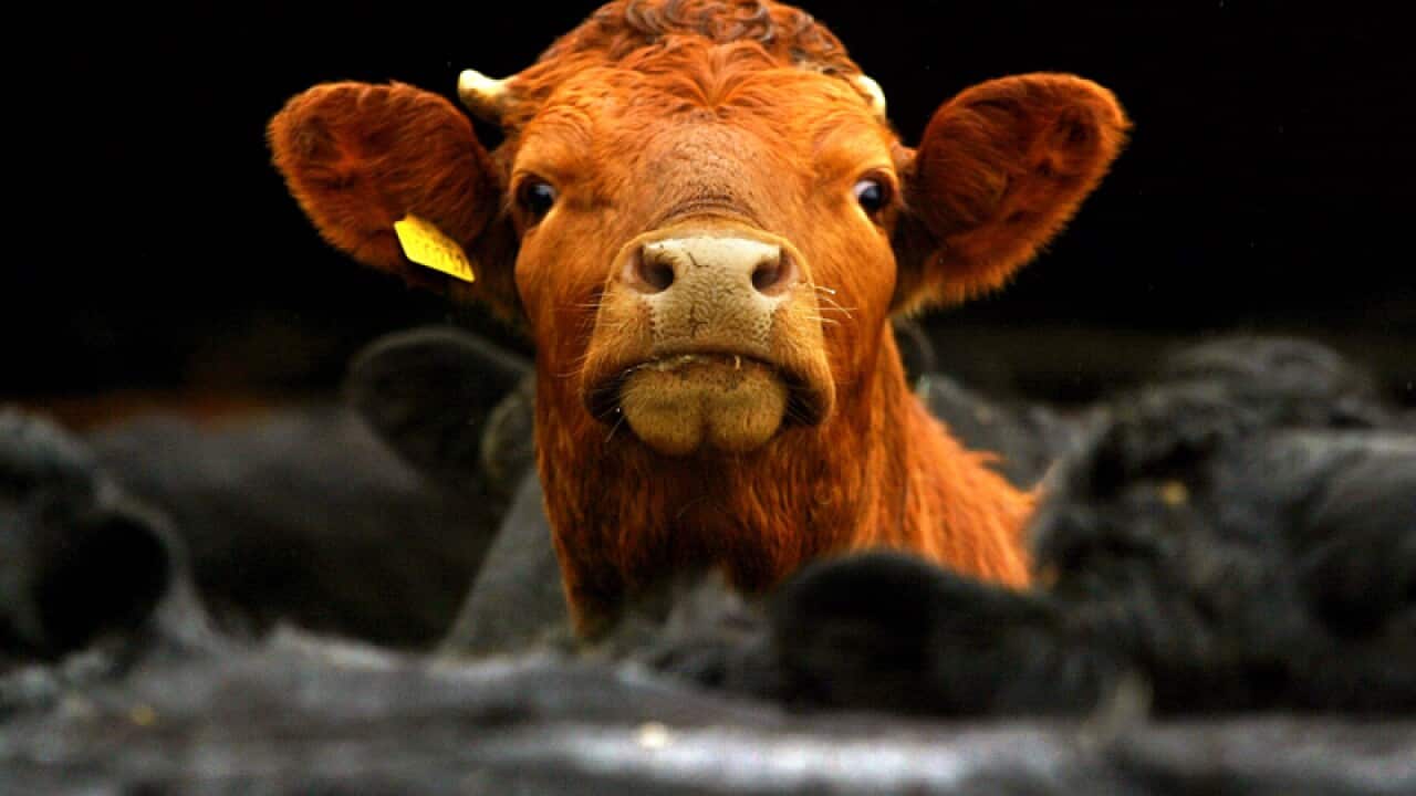 A cow