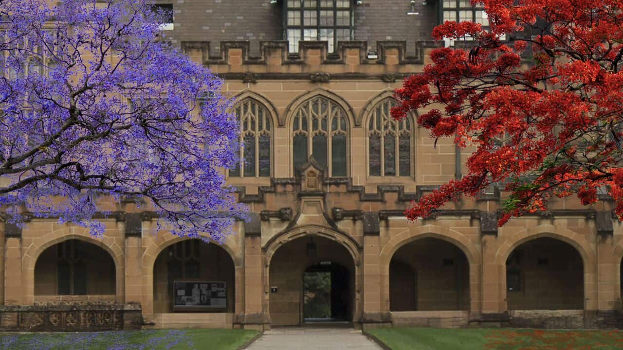 Jacaranda and Flame tree at Sydney University - Artist's impression