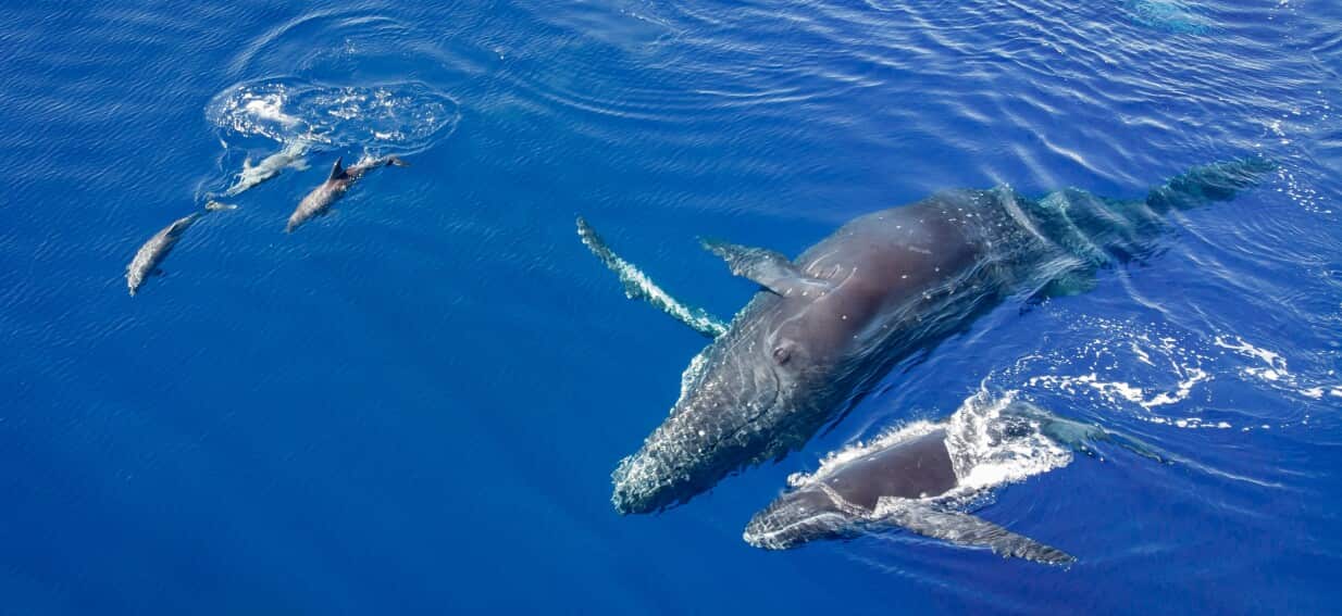 Do whales and dolphins hang out? A new study suggests they frequently socialise