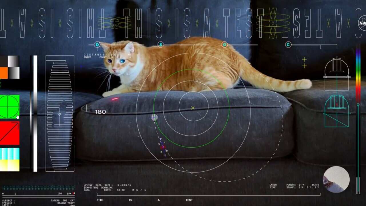 Ograniczenia kotów: dlaczego NASA wysłała film o kotach z kosmosu