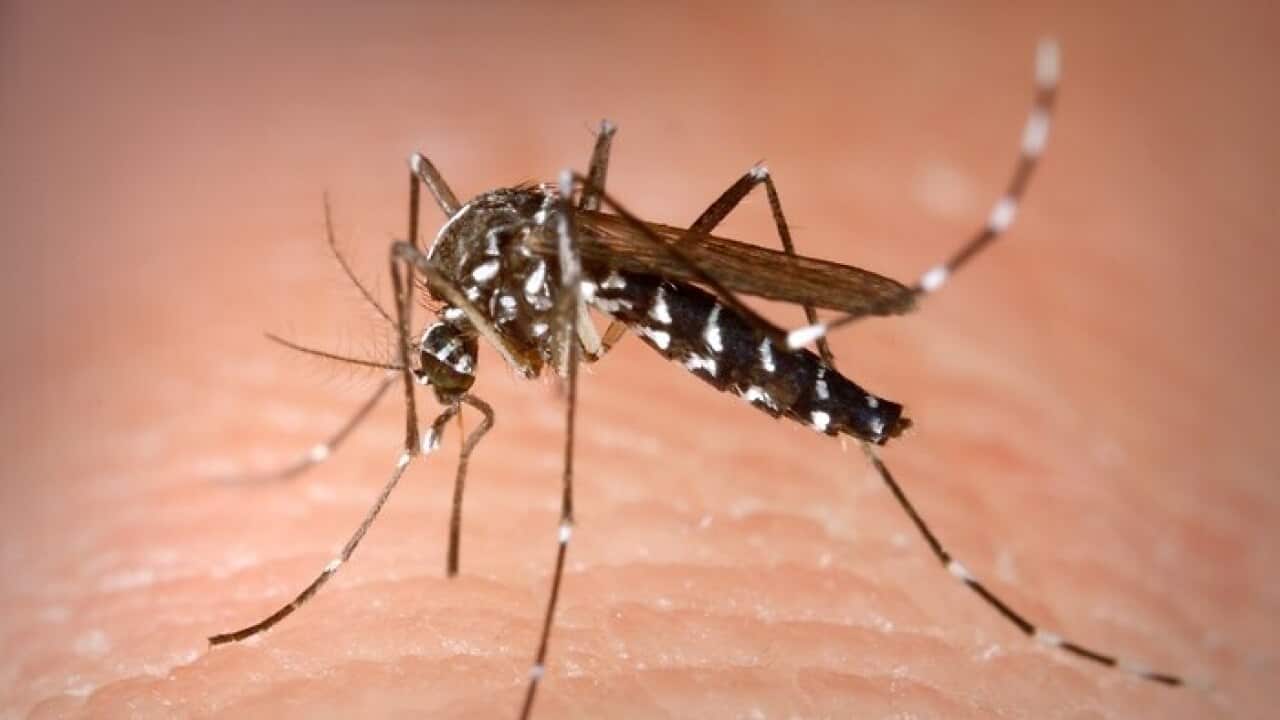 Dengue fever is often known to be spread by mosquito
