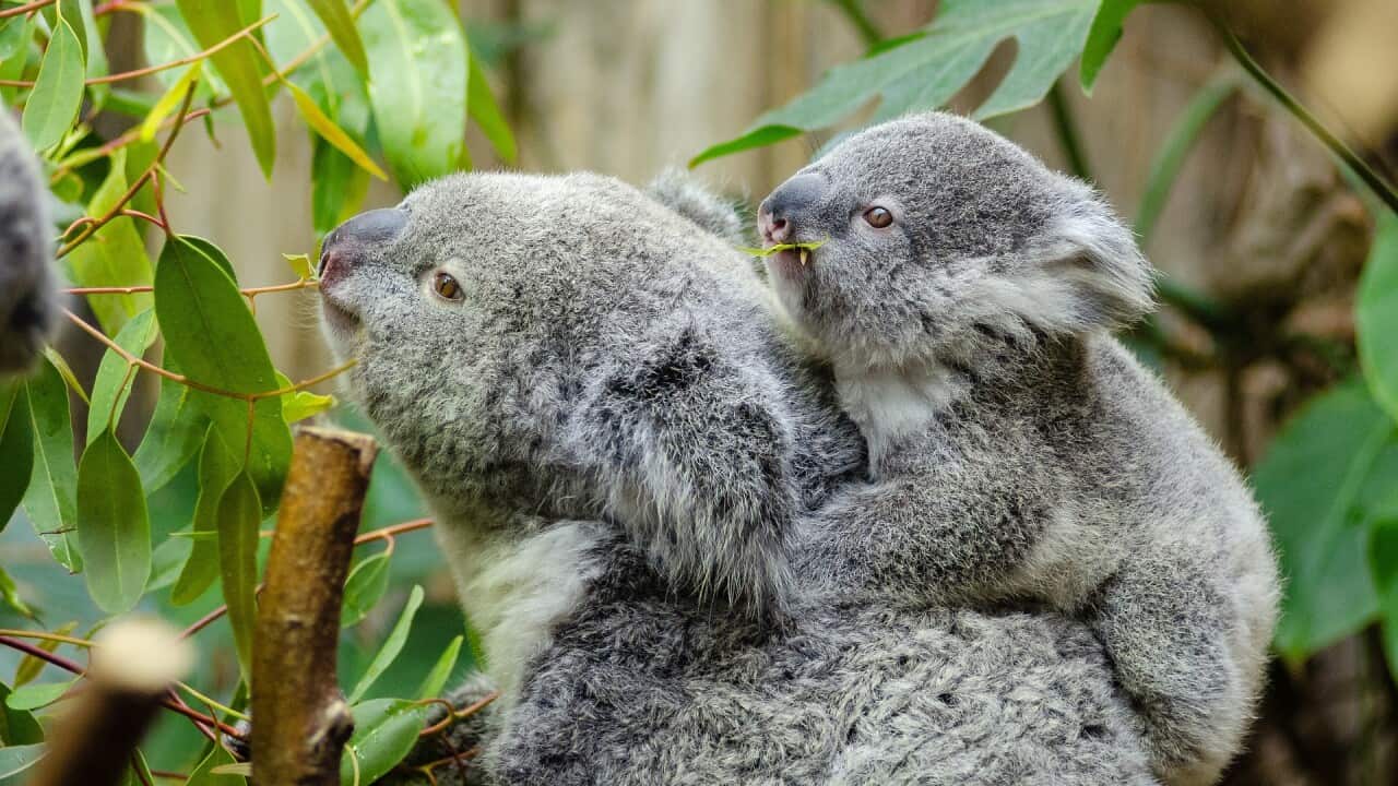 Koalas