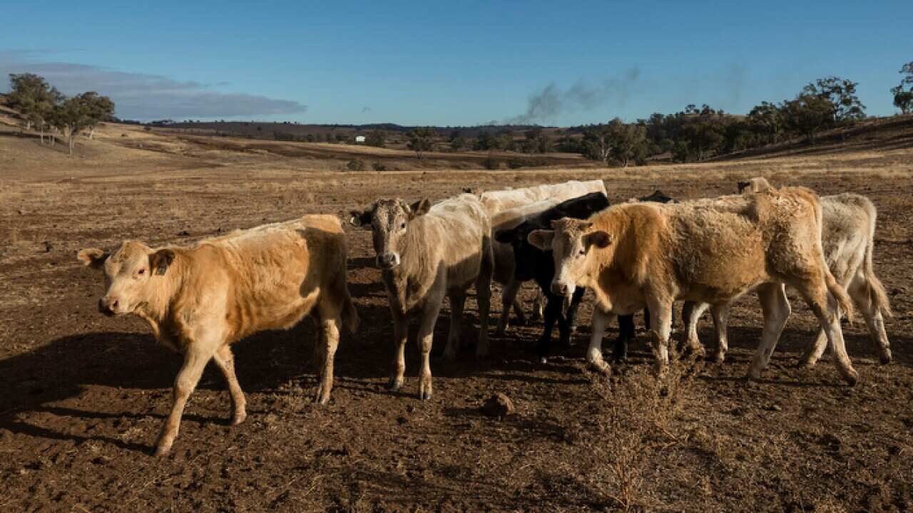 Cattle in Coonabarabran, in the Central Western region of New South Wales