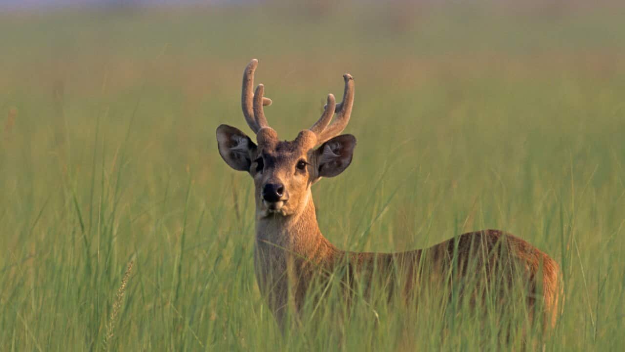 Hog Deer stag (Axis porcinus) (AAP/Mary Evans/Ardea/Jagdeep Rajput) | NO ARCHIVING, EDITORIAL USE ONLY