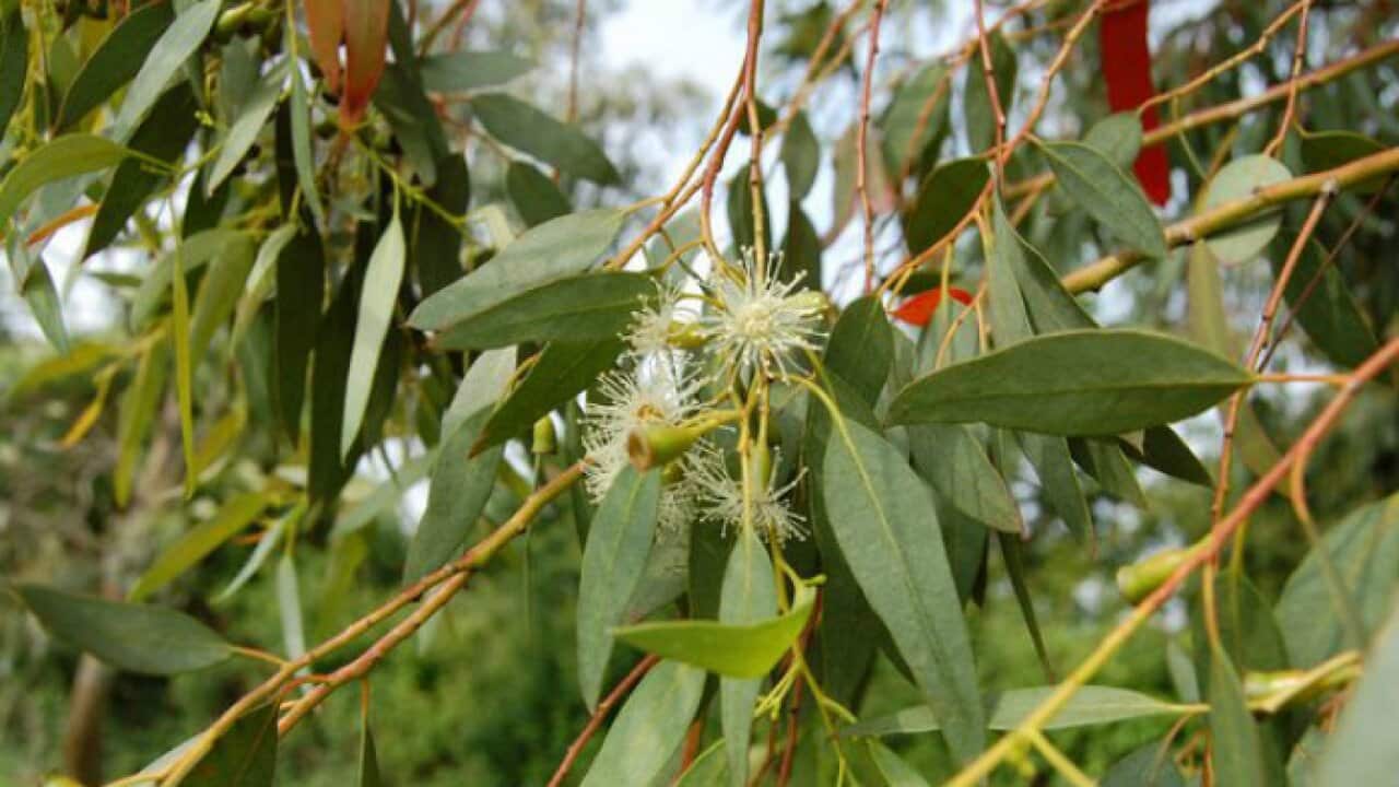 Eucylyptus flower.