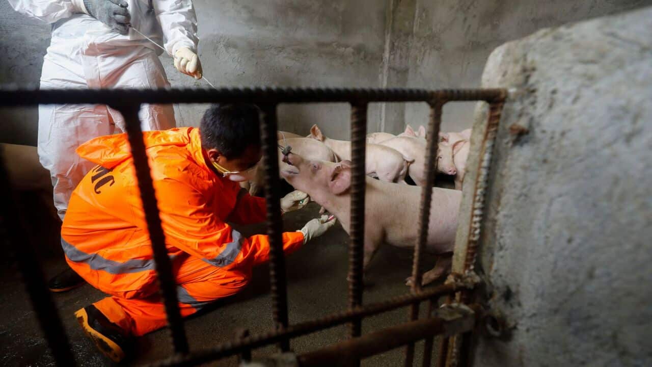 Department of Agriculture in the Philippines has confirmed cases of African Swine Flu in Davao del Sur