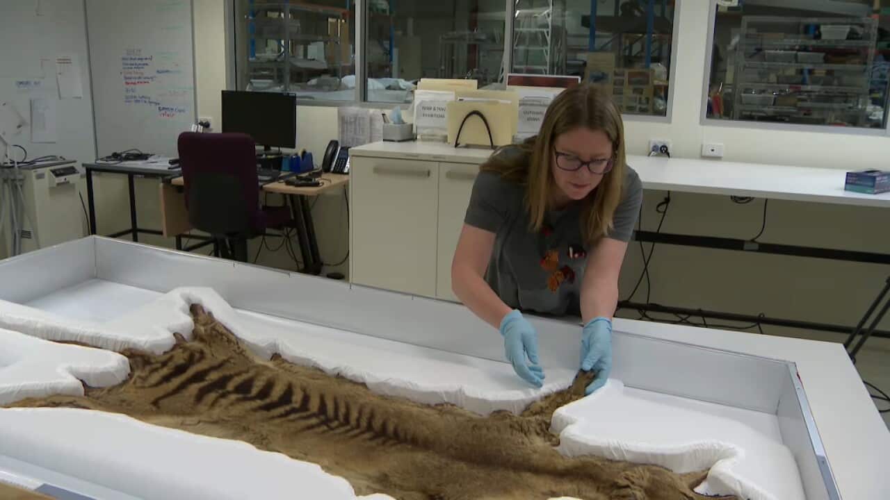 The thylacine pelt at the National Museum.