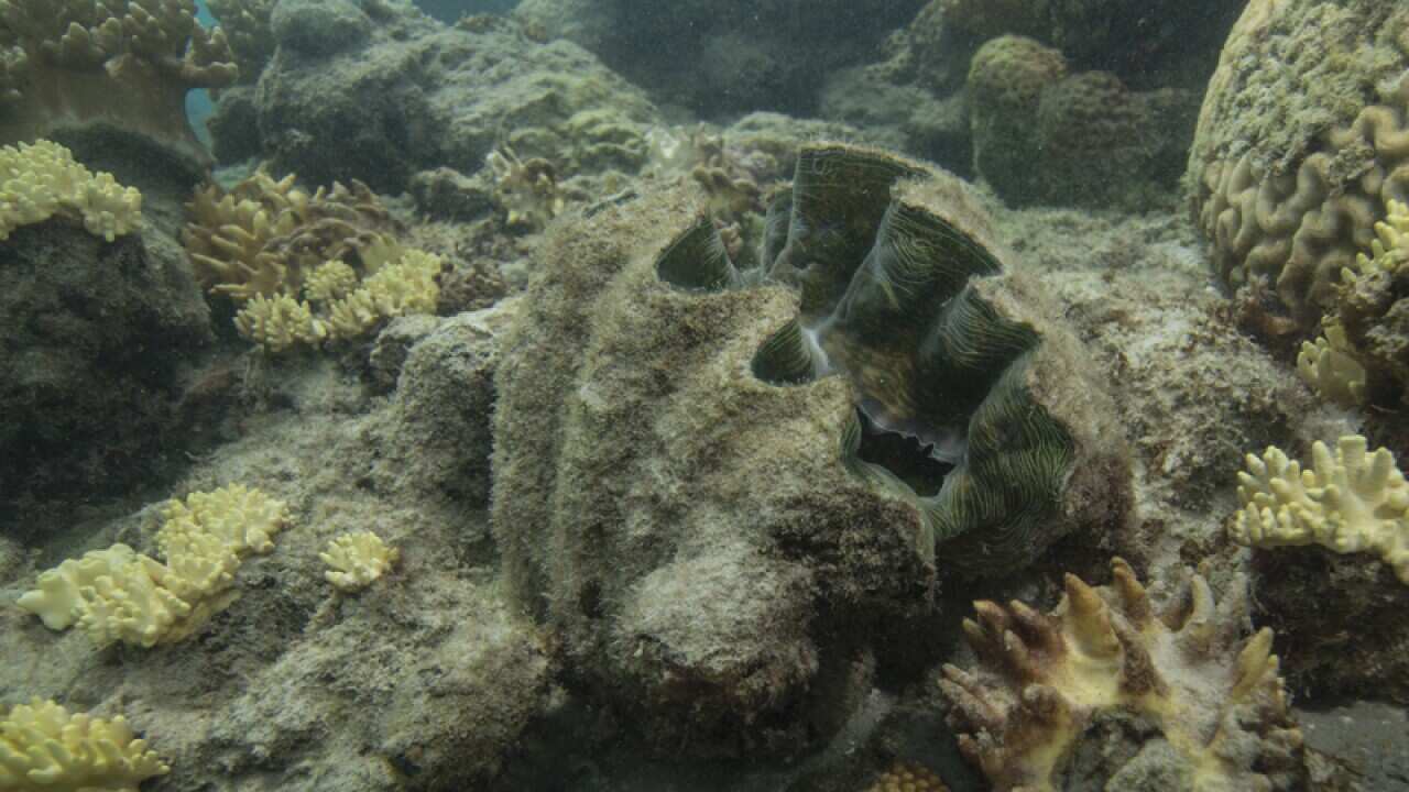 Aftermath of coral bleaching at Lizard Island