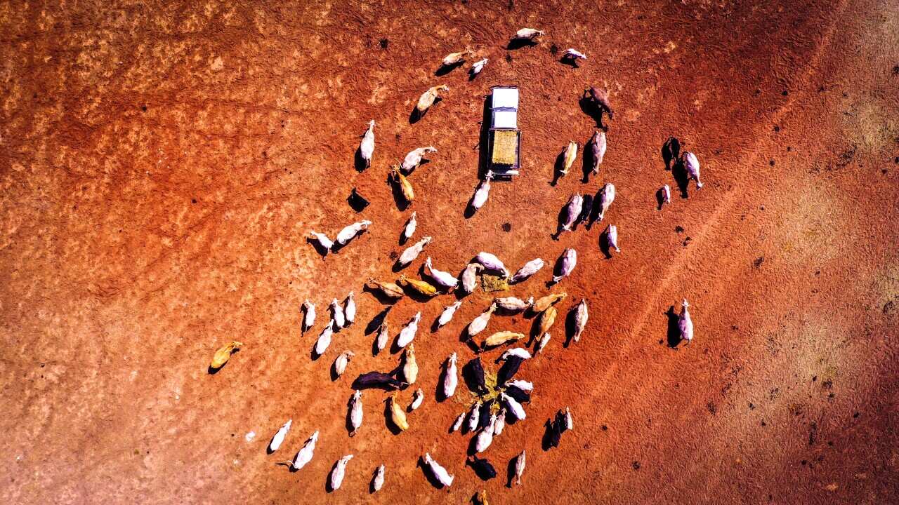 80-year-old Farmer Continues To Run Family Farm Amid Ongoing Drought