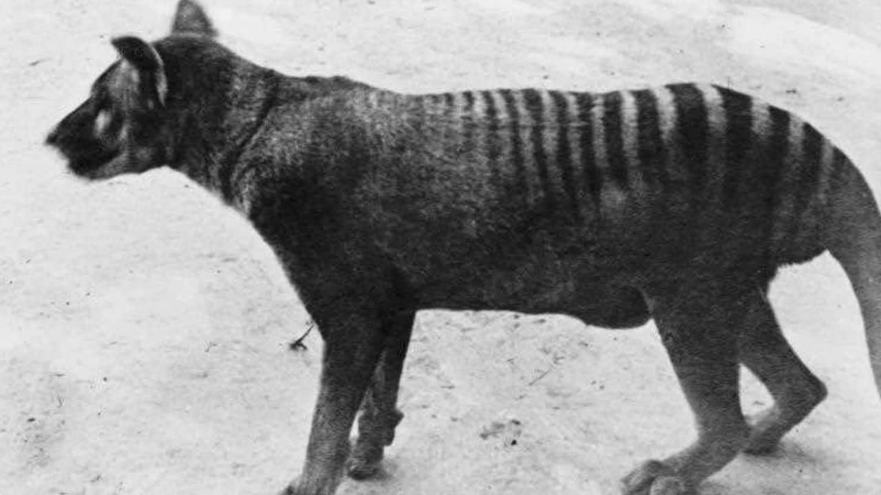 Tasmanian tiger doomed long before humans came along