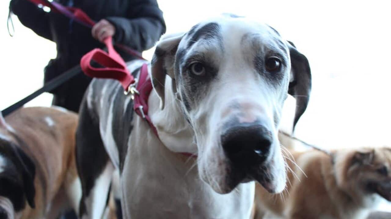 sad dog