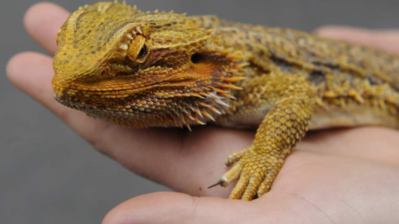 A keeper holds a Bearded Dragon