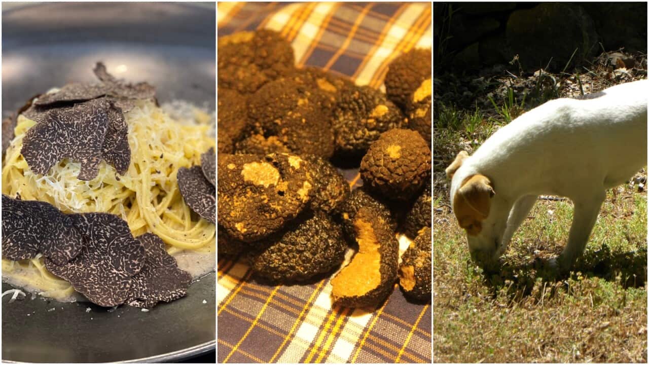 truffle-mushroom.jpg
