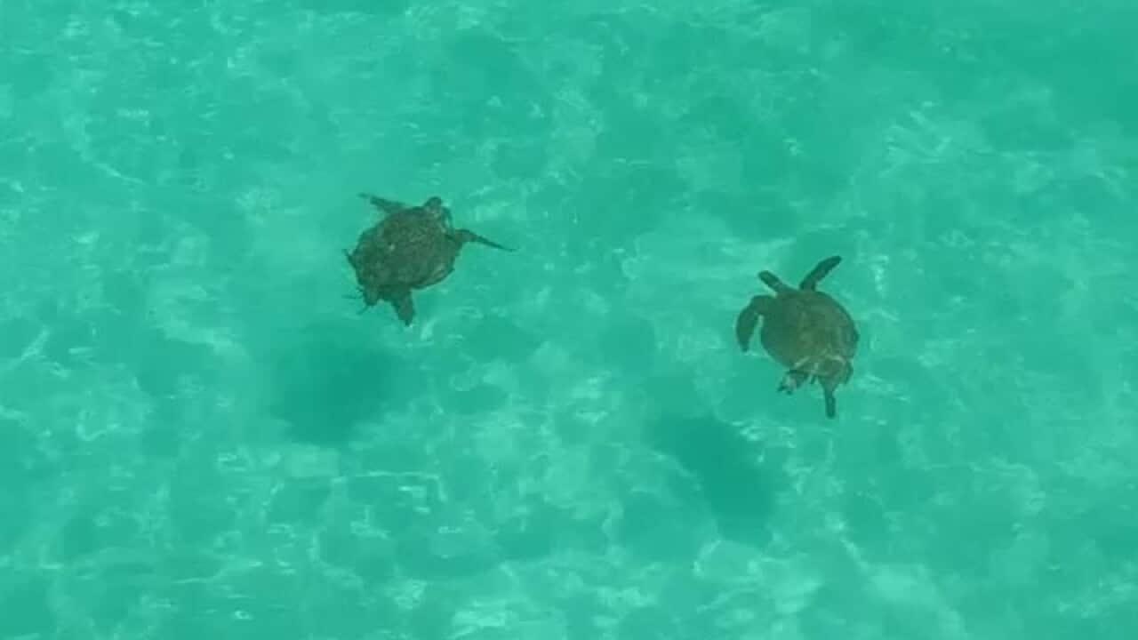 University of Exeter from drone footage of turtles.