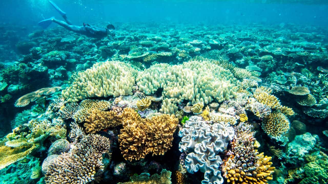 This 2016 photo shows Great Barrier Reef coral, in waters off the northeastern coast of Australia