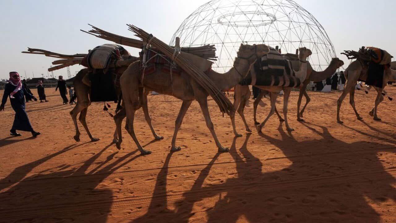 Camels are seen during a beauty contest as part of the annual King Abdulaziz Camel Festival in Rumah, 