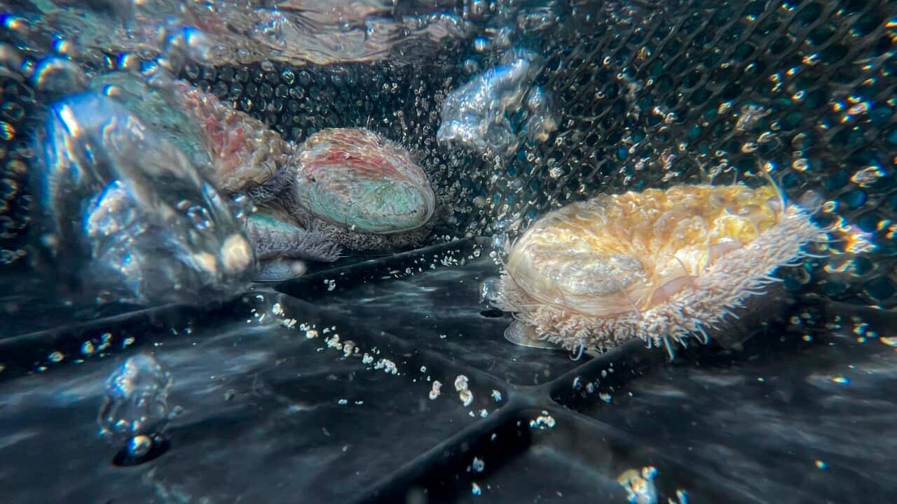 APTOPIX South Africa Abalone