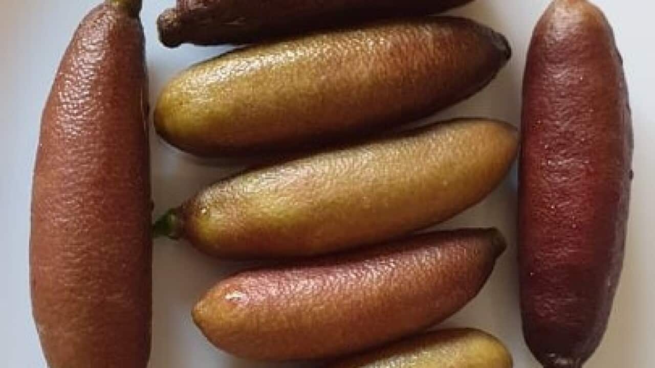 Finger lime (SBS Hmong)