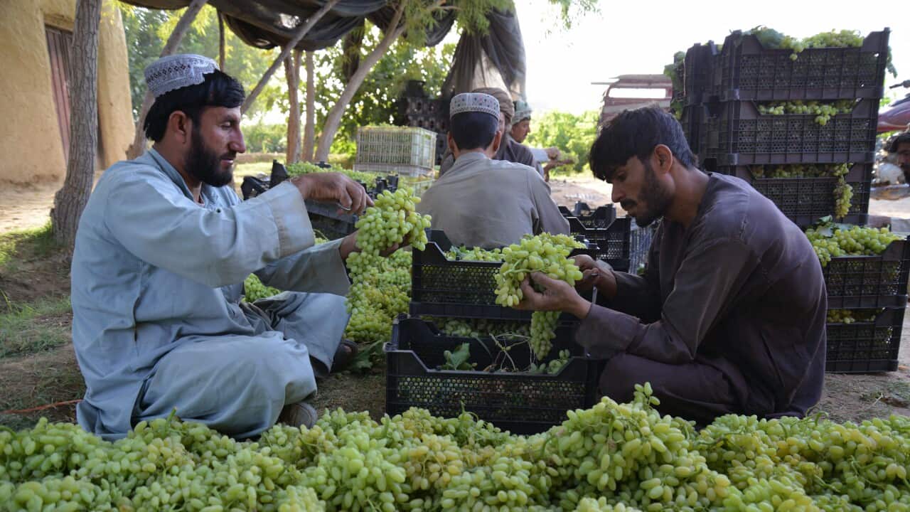 AFGHANISTAN-ECONOMY-AGRICULTURE