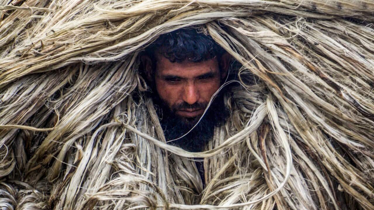 Jute is the golden fiber of Bangladesh