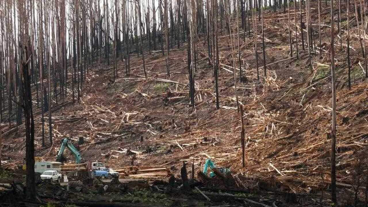 A supplied image obtained Monday, April 30, 2018 of logged trees in Mountain Ash forest, Victoria.