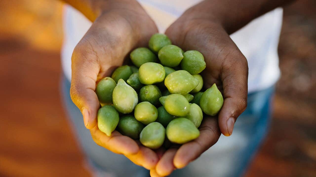 Kakadu Plum: A true Indigenous Australian superfood | SBS Food