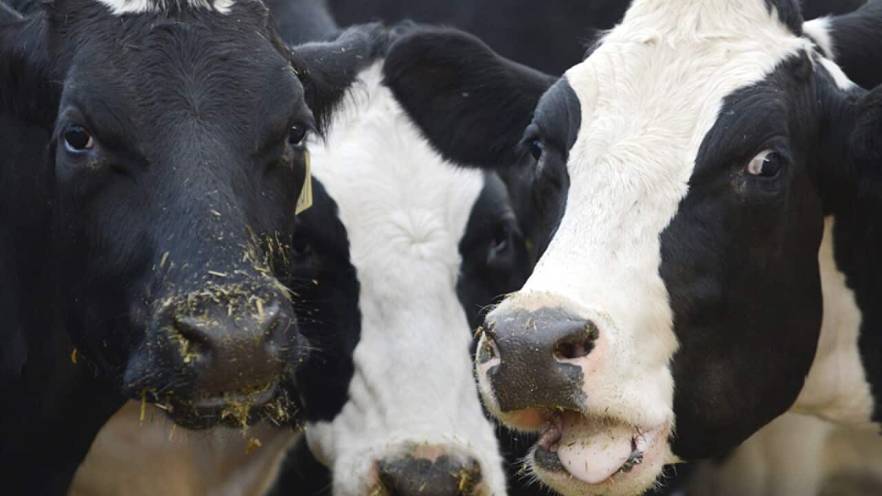 Cows eat out of a trough at a dairy farm