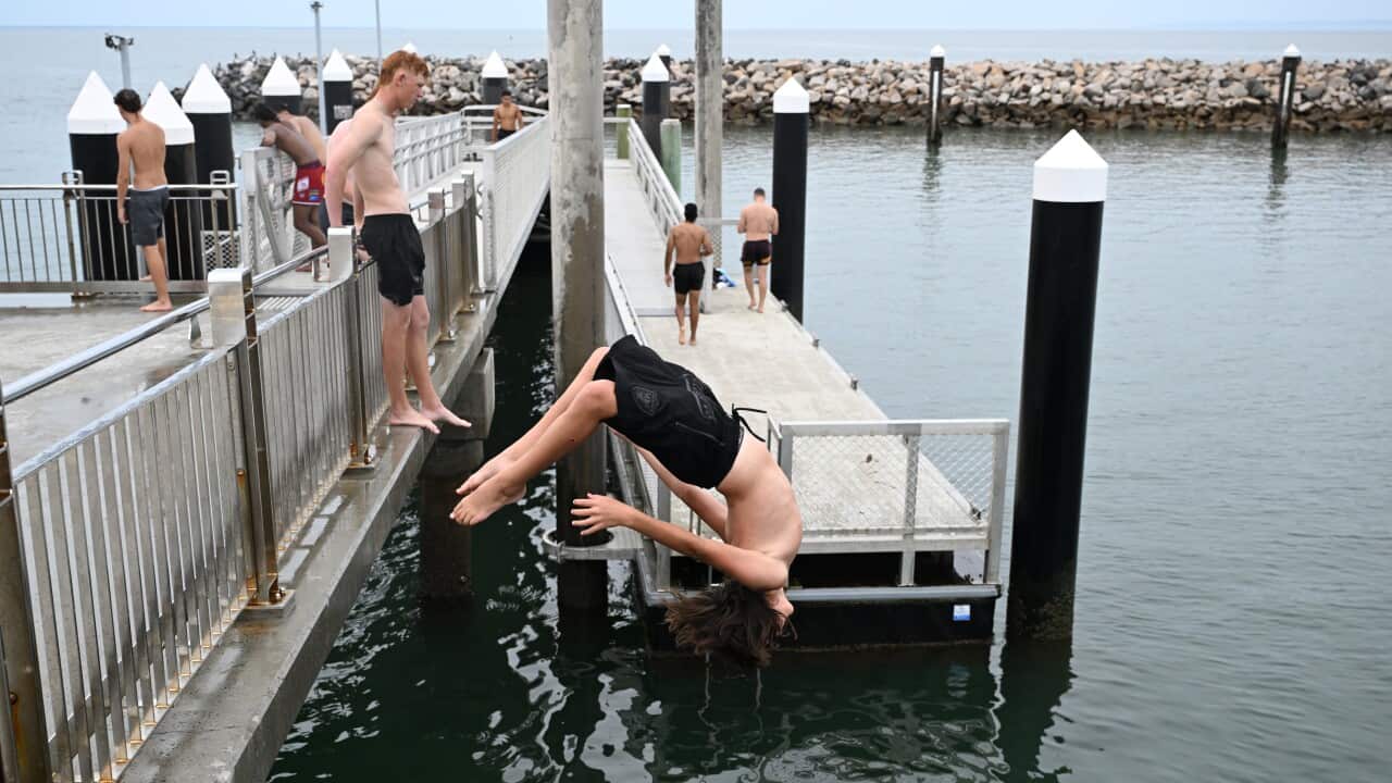 WHITE WALLABY TASMANIA