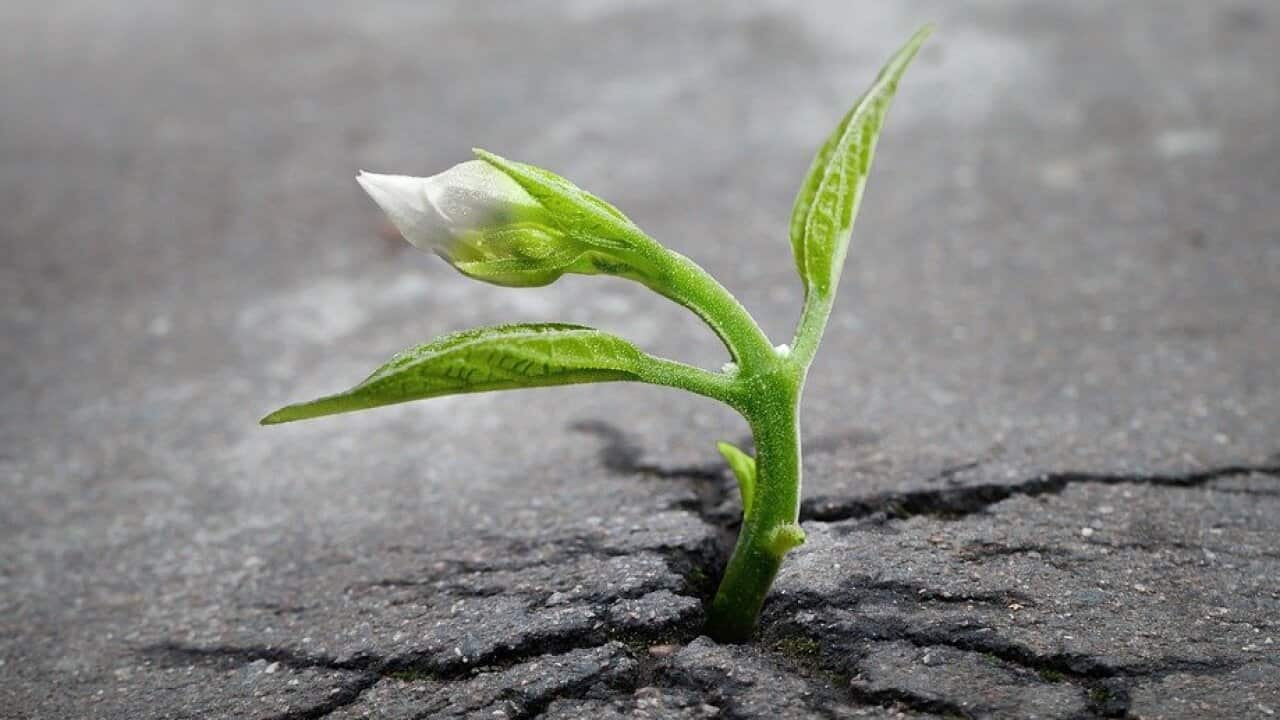 Been Seedling