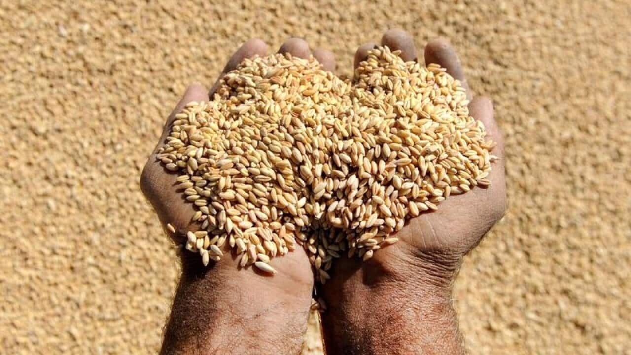 A file image of a farmer sorting wheat grains