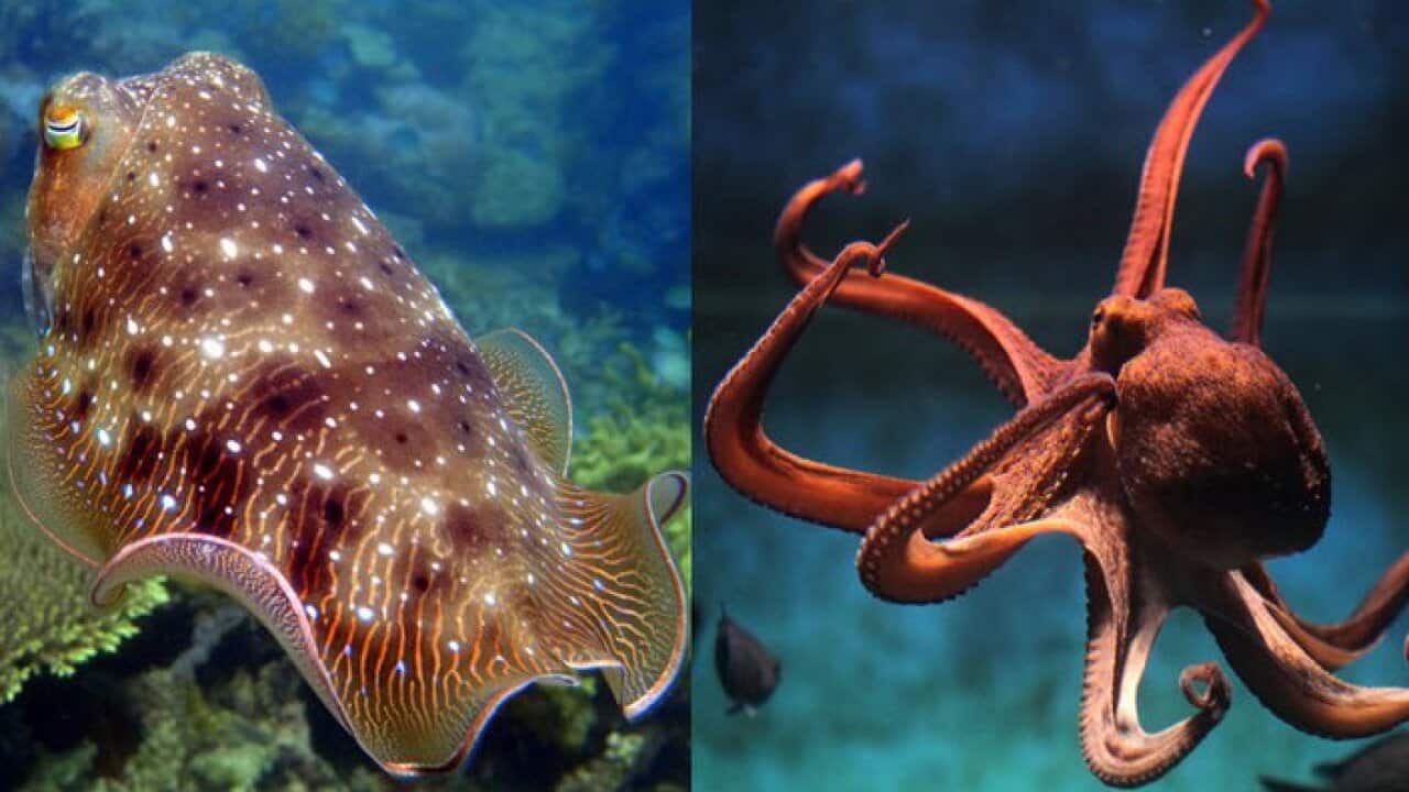 Octopus and cuttlefish are delicious ingredients for cooking soups.