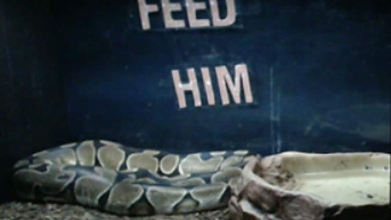 snake_505833687