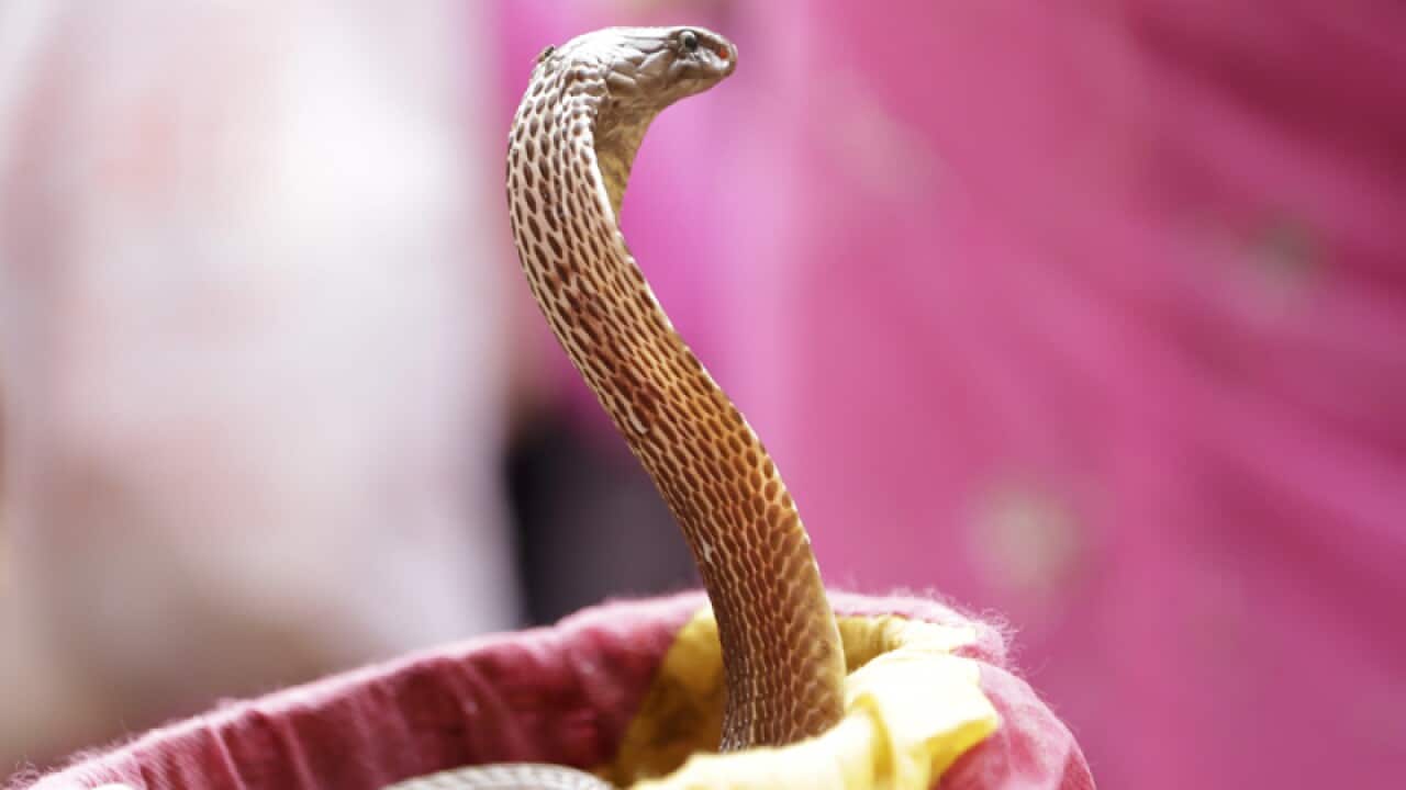 A boy displays a snake during the annual Nag Panchami festival