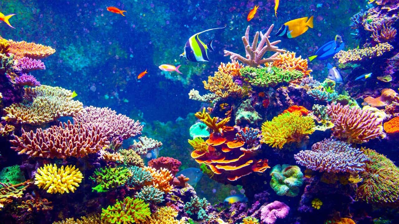 Great Barrier Reef 