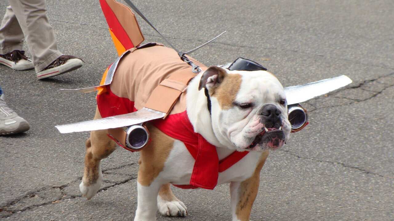 Dog on a plane