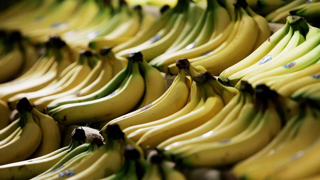 Bananas in shop