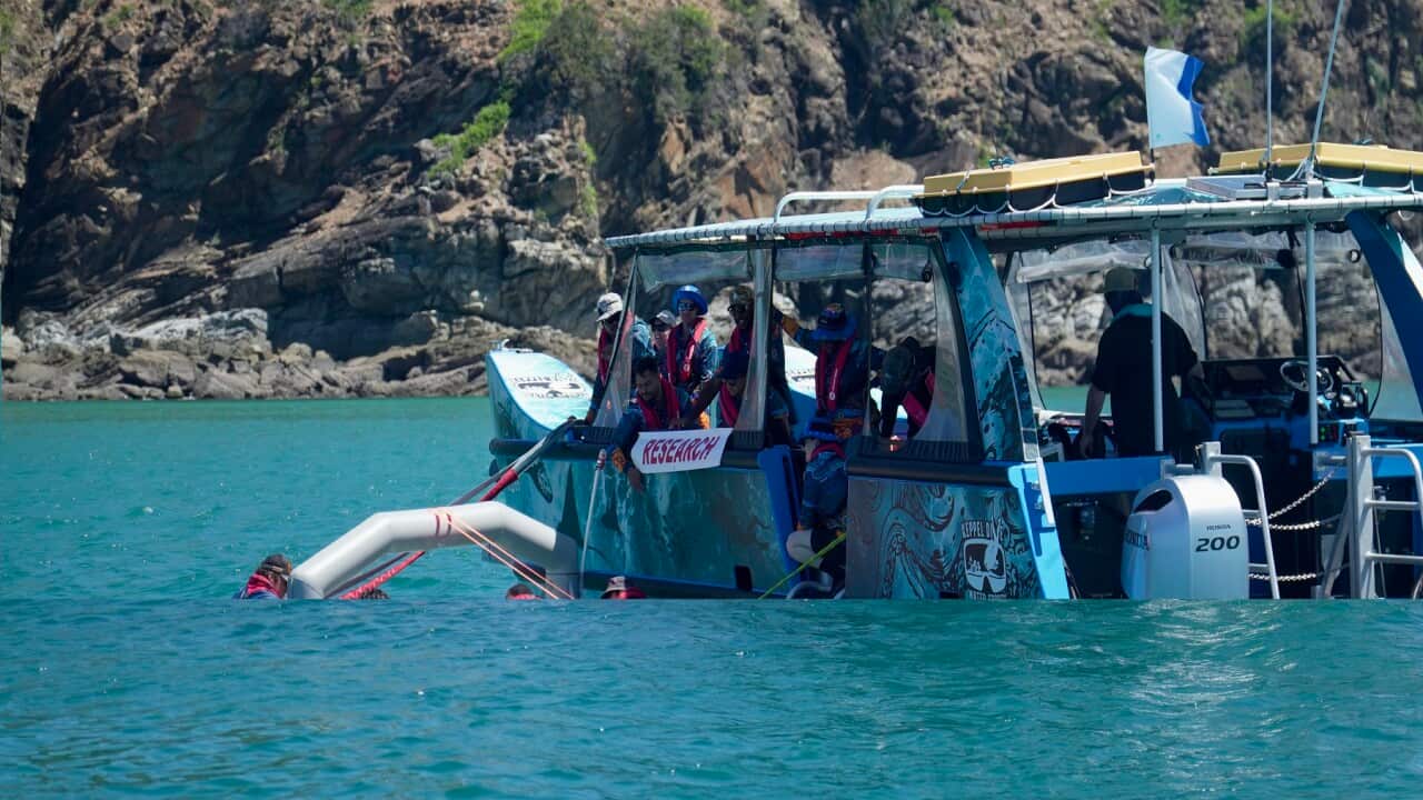 Rangers collect coral spawn and place them into inflatable pools to develop, before releasing millions of larvae onto the reef.