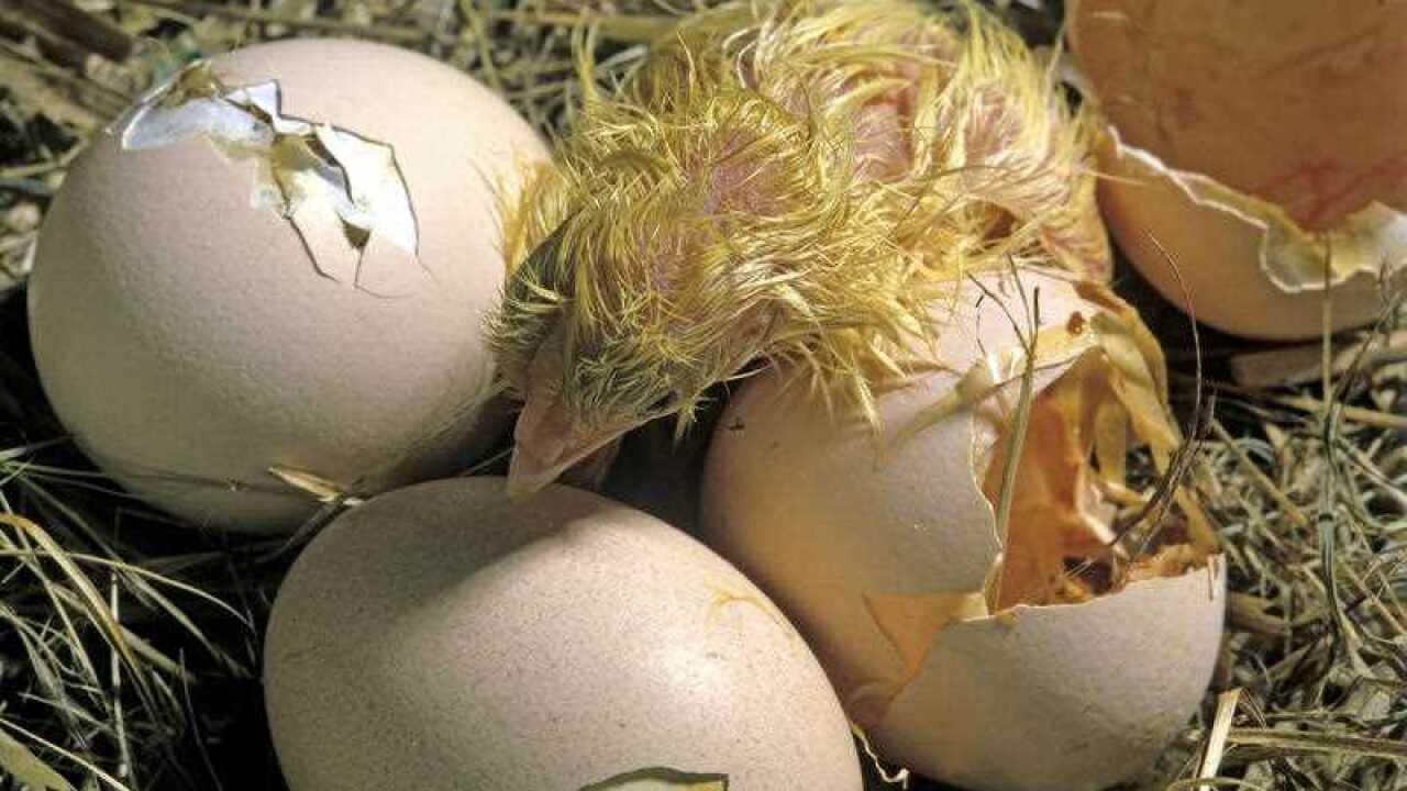  Chicken chick - hatching from egg 