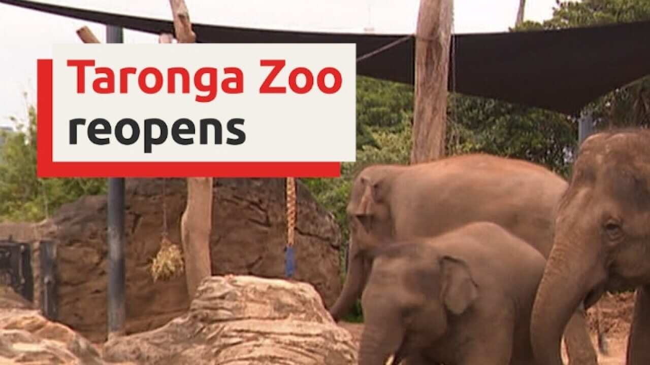 Sydney's Taronga Zoo set to reopen