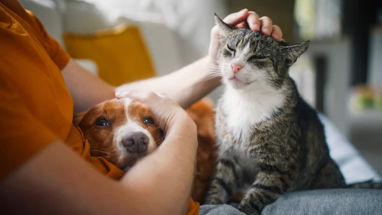 Pet owner stroking his old cat and dog together