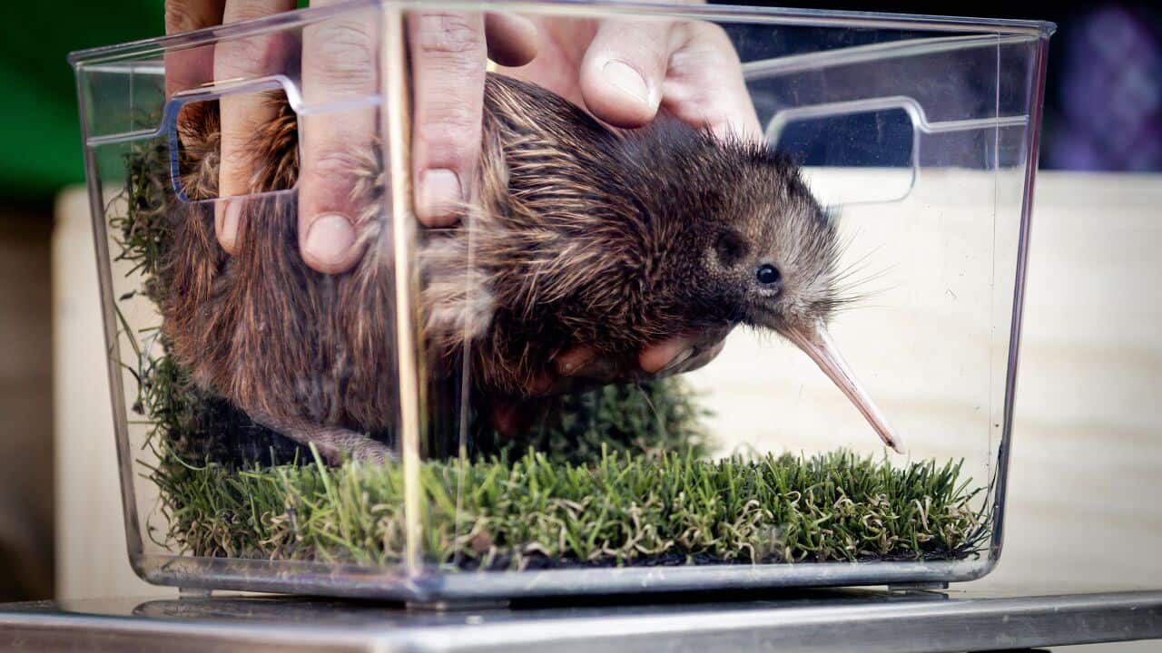 NETHERLANDS-KIWI-ANIMAL