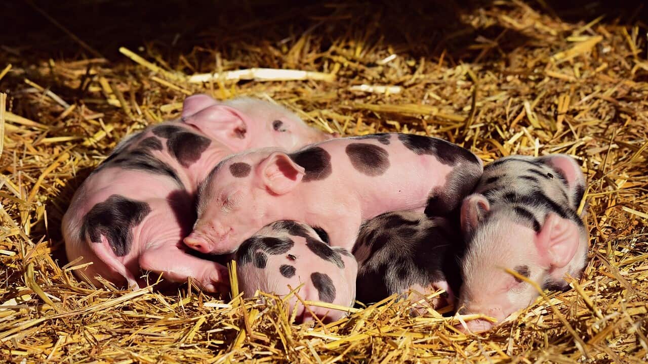 Piglets - Pixabay