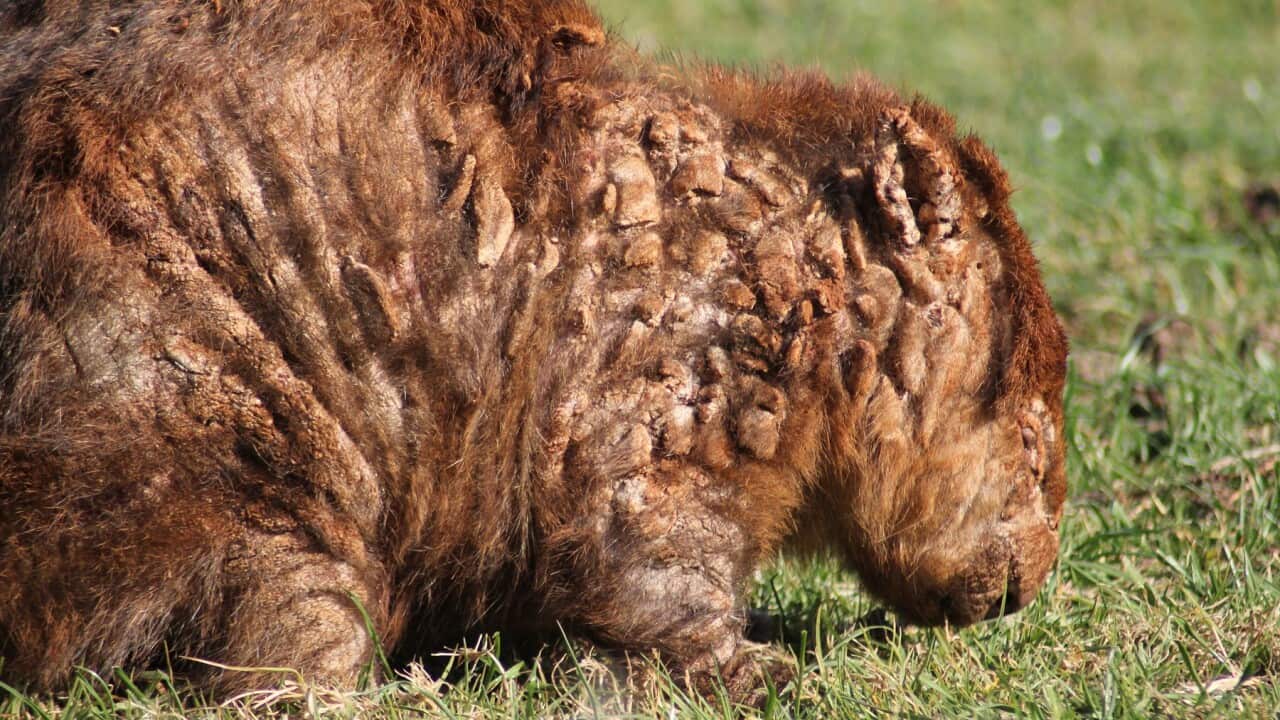 A wombat suffering from mange, a skin disease, is seen with alopecia and crusted skin (Supplied-WIRES)