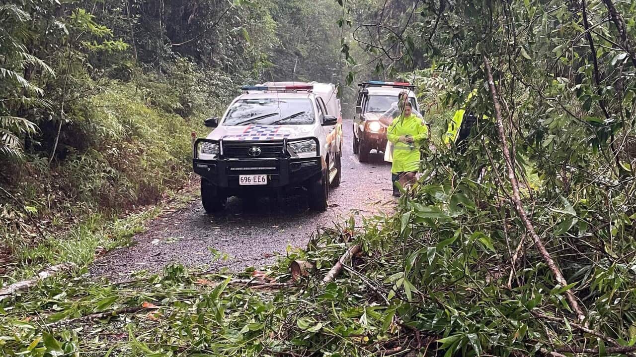 Police inspect a tree that has fallen on a road.