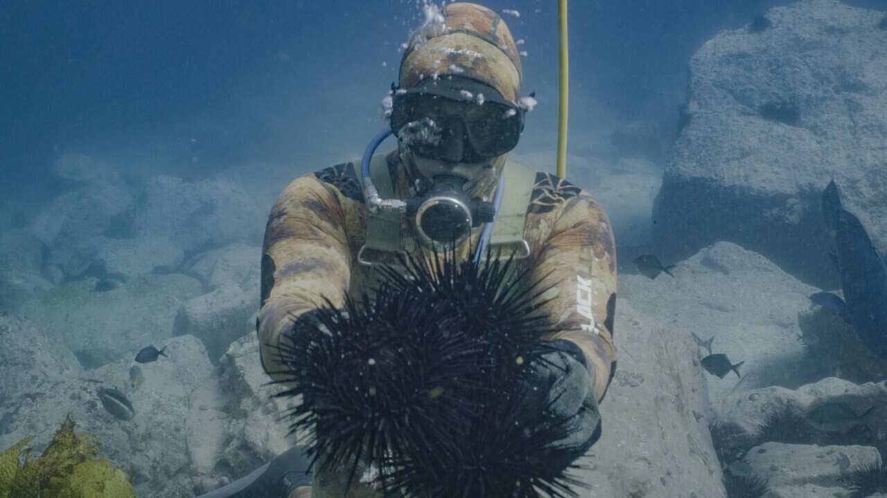 RESTORATION THROUGH URCHIN HARVEST NSW