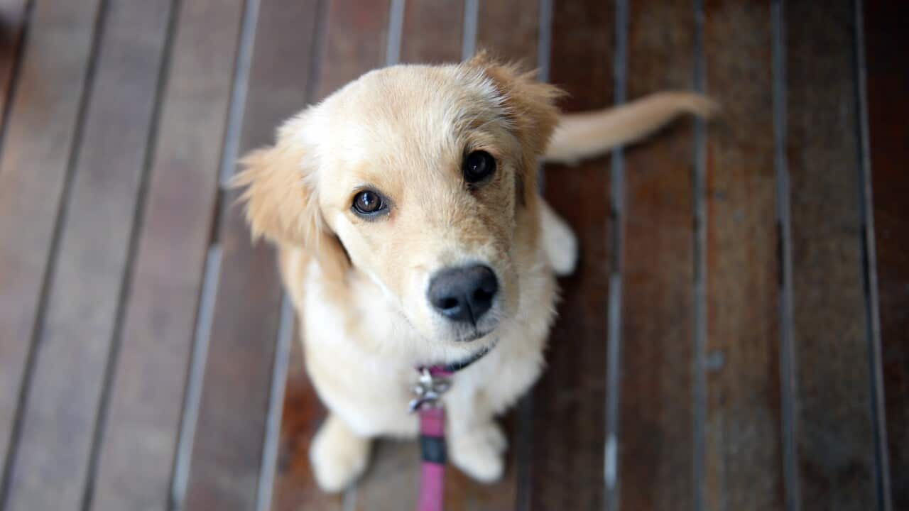 A stock image of golden retriever puppy dog on a leash Friday,
